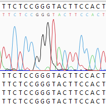 Antibody-Phage-Display-Step-1 Antibody Phage Display Step 1